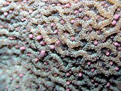 珊瑚大量产卵 垦丁海域变色成红海