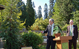 沃倫麥松樹落戶UBC植物園