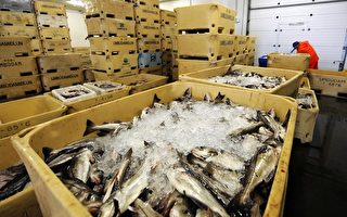非法進口越南冷凍魚　美國二居民獲罪