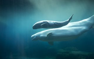 溫哥華水族館再添小白鯨