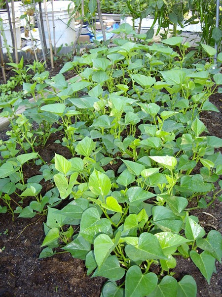 地瓜叶种植经验谈 种菜 大纪元