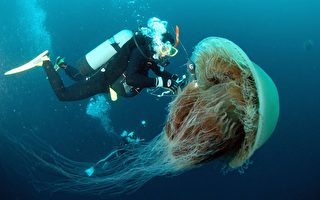 直径2米巨型水母泛滥日本海域 