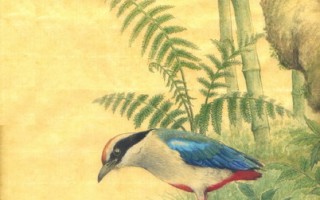 葉旻碧水墨畫 記錄稀有珍禽植物