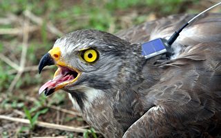 台湾揭灰面鵟鹰迁移之谜引国际注目