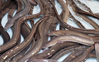 荷兰渔民无法接受暂时性鳗鱼禁捕令