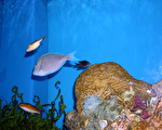 水族館擬在麻州昆市設點