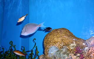 水族館擬在麻州昆市設點