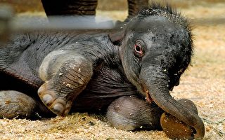 雪梨动物园迎接第一只在园内出生的亚洲象 