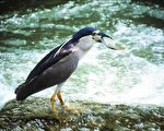 上班族鳥人 「書」發台灣自然史