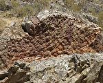 西班牙发现近5亿年前史前巨虫化石