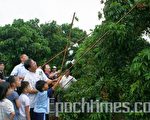 吃免驚 東山龍眼觀光採果樂