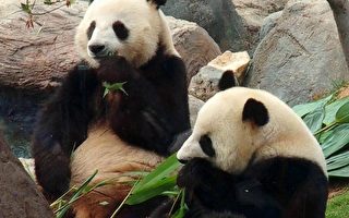 海洋公园熊猫庆祝生日
