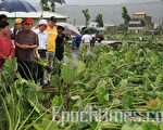 苗县芋头红枣灾损    县府应允争取补偿