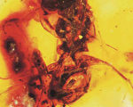 亿年琥珀展现远古蜜蜂传粉！