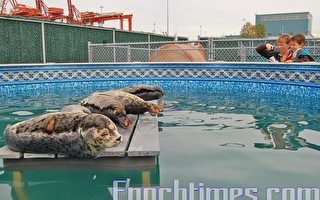温水族馆近50年营救2000只海豹
