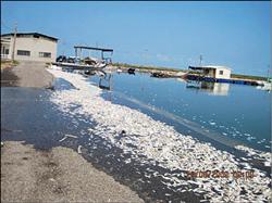 北门乡1处混养高经济鱼种和牡蛎的6公顷养殖渔塭，惨遭“毒”手，鱼和牡蛎全部死光光。（被害人提供,自由时报）