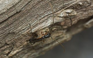 美巴爾的摩發現威脅森林蛀木蟲