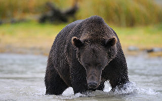 卑诗省民主党信守承诺 11月30日禁灰熊战利品狩猎