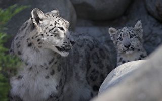 組圖：洛動物園新寵 小雪豹亮相