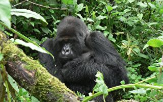 卢安达最老银背大猩猩  提图斯35岁逝世