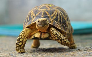 复育缅甸星龟  北市动物园签保育协定