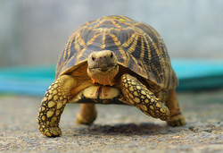 缅甸星龟 台北动物园人工繁殖成功！