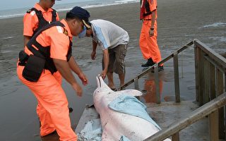 苗县新埔渔港  罕见白海豚搁浅死亡