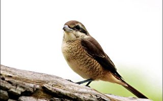 《快樂「鳥」地方》東沙環礁國家公園 候鳥度冬天堂