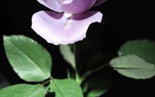 全球首見夢幻藍玫瑰 日本下月上市