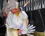 加拿大安大略省農場爆發火雞集體感染新流感案例。圖為智利一處火雞場。(AFP PHOTO / Martin BERNETTI)