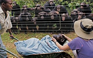 王华：猩猩都为同伴送葬 我们咋不呢？
