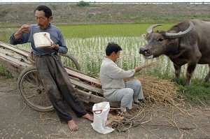 何清漣：中國農村是通向「新農村」還是「救亡」？