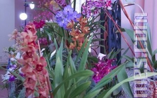 奧克蘭珍品蘭花展覽