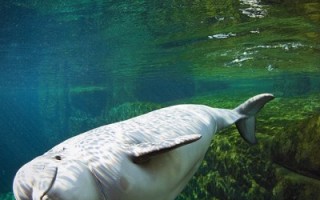 小白鯨取名 溫水族館廣徵建議