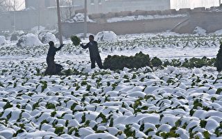 中国遭遇低温雨雪天气近千万人受灾