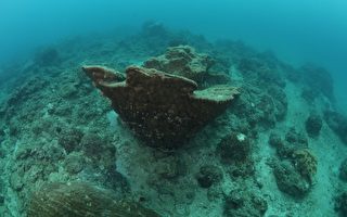 莫拉克影響    墾丁西海岸珊瑚受損一半