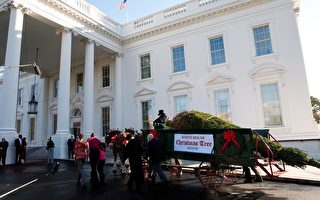 白宫迎来一年一度圣诞树