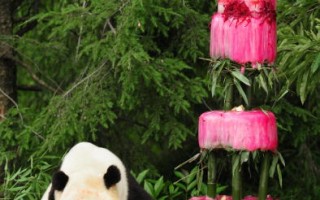 華郵：租借期滿  4歲貓熊泰山將歸還中國