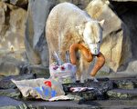 12月5日，德国柏林动物园的明星北极熊“克努特”在享用它的生日大餐。（AFP PHOTO DDP/ BERTHOLD STADLER）