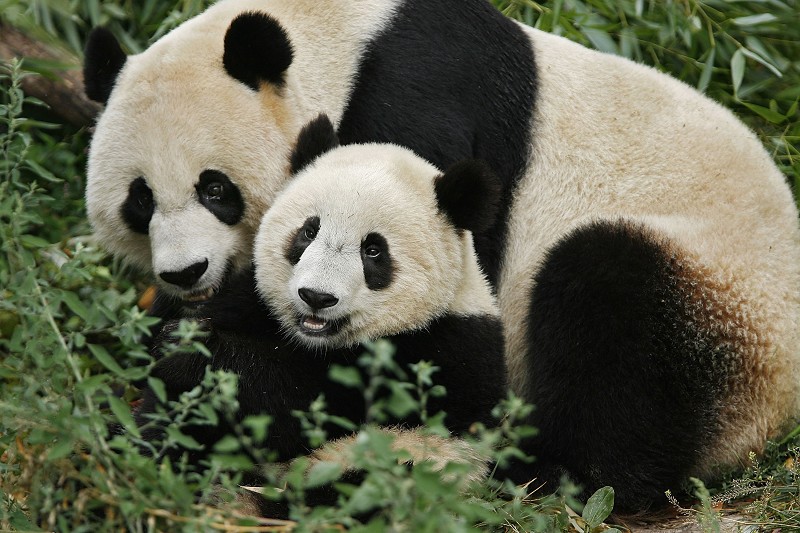 美國家動物園大熊貓泰山將返中國 | 大紀元