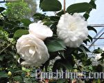 賞花、愛戀茶花，就從台風城開始