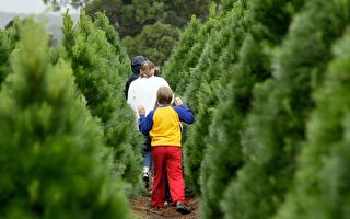 维州农场提供物美价廉圣诞树