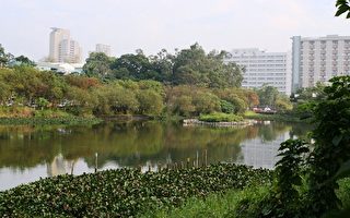 鳥松濕地公園26日舉辦外來種移除活動