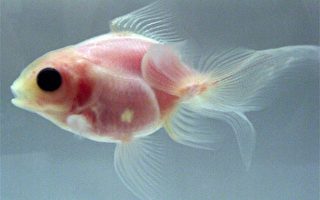 日本培育出可应用于实验研究的透明金鱼