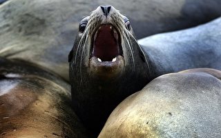 旧金山1,500只海狮无故失踪 市民怀念