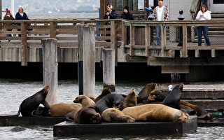 舊金山碼頭一千五百隻海獅突然失蹤
