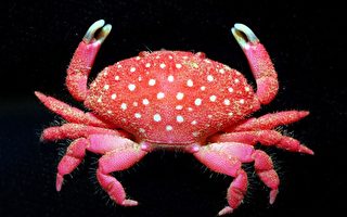 世界新種螃蟹  墾丁海域現蹤