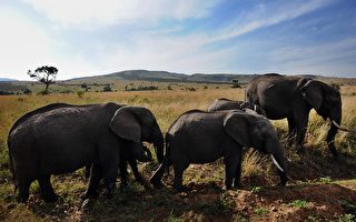 肯亞大象狂奔 美國母女被踩死