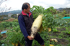 蔬菜达人种出二十五台斤大萝卜