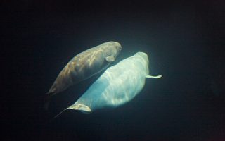 组图：芝加哥谢德水族馆 小白鲸亮相